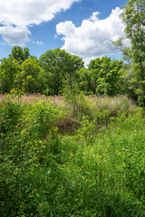 Fototapeta premium Spring Landscape of South Park in city of Sofia, Bulgaria