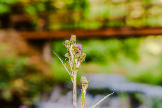 Fotograf&iacute;a macro de flor de cardo cundidor (Cirsium arvense) de color p&uacute;rpura con fondo boscoso desenfocado