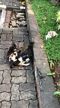 A group of stray cats and kittens playing together on a paved garden path, happy summer day.