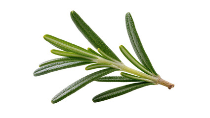 Fototapeta premium Isolated fresh rosemary sprig, fragrant green culinary herb for cooking and seasoning.