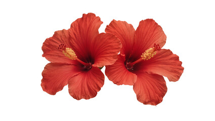 Isolated vibrant red hibiscus tropical flowers blooming together, nature's beautiful summer blossom. © Ciara