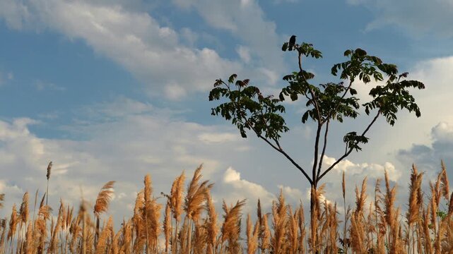 Tree above reed bed with perched bird. Dry plumes fill lower frame beneath layered clouds and open sky.