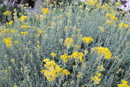 Helichrysum italicum (Curry Plant) with Bright Yellow Flowers in Full Bloom, Mediterranean Garden Background