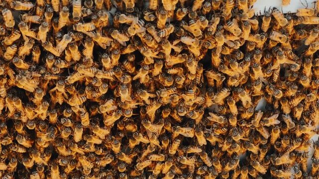 Honey bee colony swarming together
