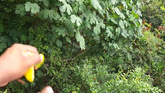 Throwing tangerine peels as organic fertilizer for chaya plant