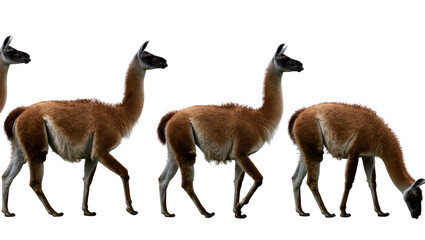 Fototapeta premium Isolated group of wild South American guanacos walking and grazing gracefully