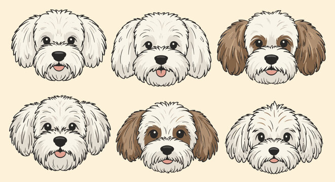 Set of six vector illustrations featuring fluffy dog faces of white and bicolor breeds like Maltipoo and Bichon Frise with curly fur and happy expressions on a neutral beige background.