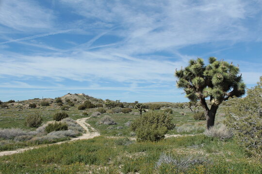 Joshua Tree, Palmdale California USA