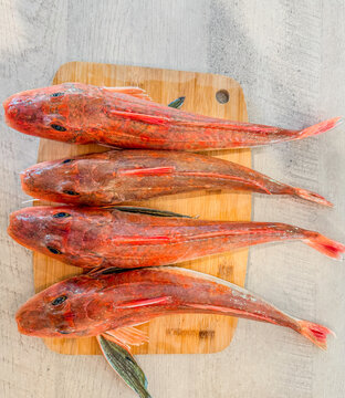 Gurnard waiting to be filleted and cooked for dinner. Caught surf casting off a New Zealand beach.