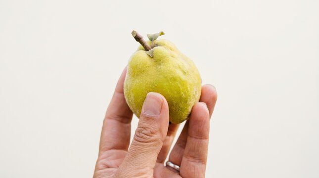 Hand holding a fresh raw quince fruit, organic autumn harvest concept, close up shot of yellow pome fruit in fingers