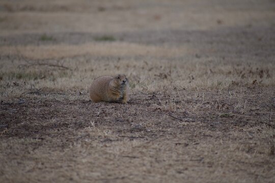 prairie dog in the grass