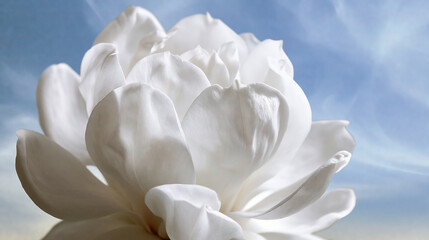 Fototapeta premium Close-Up of White Lotus Flower Against Blue Sky