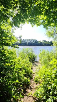 Point of view walking through forest to a sunny lake shore
