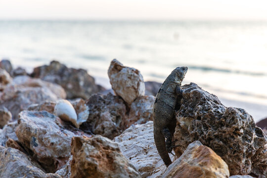 iguanas al sol ohlbox