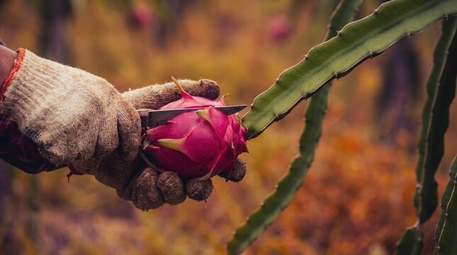 Farmer Harvesting Fresh Organic Dragon Fruit Pitaya in Tropical Farm Plantation for Sustainable Agriculture Concept
