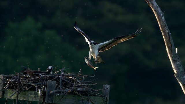 osprey flying with fish