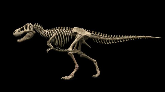 A realistic 3D animation of an extinct predator's skeleton walking in profile view against a solid black background. Ideal for clean overlays, cinematic title sequences, dark mystery aesthetics, and m
