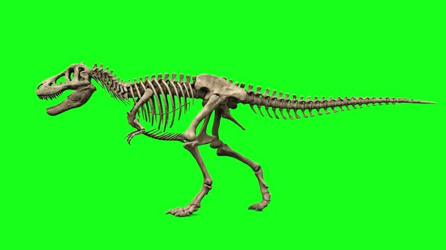 A loops-ready 3D animation of a prehistoric dinosaur bone structure walking in place profile view on a bright green chroma key backdrop. Designed for educational clips, scientific presentations, and C