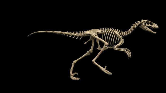 A detailed 3D render of a prehistoric dinosaur skeleton in motion, shown in profile view as it walks across a dark black backdrop. Great for paleontology educational media, natural history museum prom