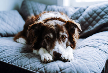 Fototapeta premium A cute brown and white dog resting comfortably on a soft quilted gray sofa.