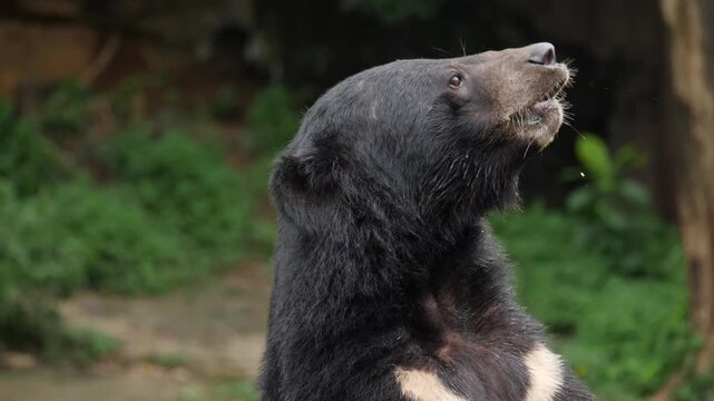 Sun Bear Looking Around Inside Zoo Habitat