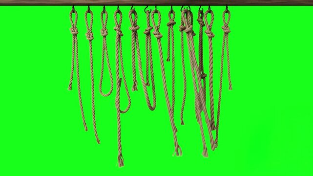 A series of textured hemp ropes with dynamic loop nooses hanging vertically and swaying gently against a green chroma key background. Useful for dark historical recreation, western themes, or dramatic