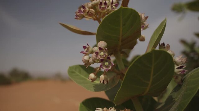 Calotropis plant with purple white flowers and green leaves in dry desert Morocco