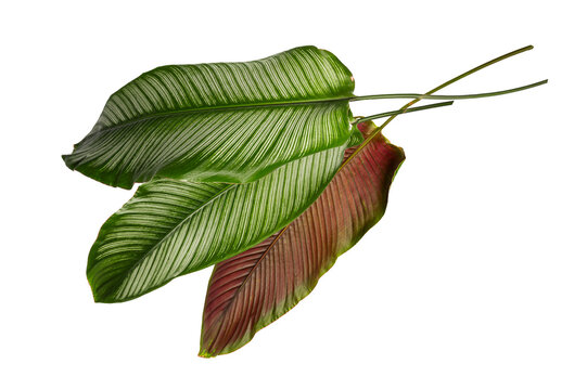  Exotic Calathea Ornata (Pinstripe) Plant Leaves on White Background