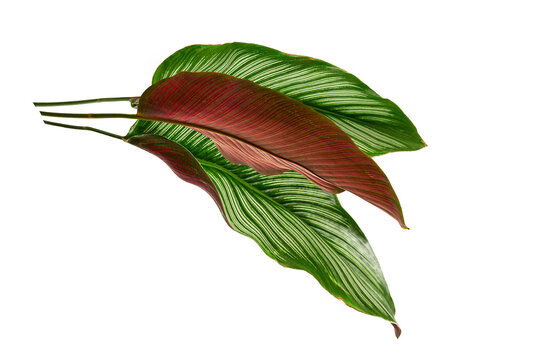 Three exotic Calathea ornata (pinstripe) leaves isolated on white background. This image shows both the striking green upper surface with white lines and the beautiful reddish-maroon underside.