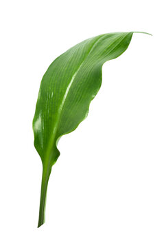 Single Green Aspidistra-like Plant Leaf on White background. natural veins and texture.