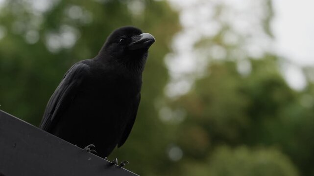 Black crow perched on dark metal looking sideways with green trees behind