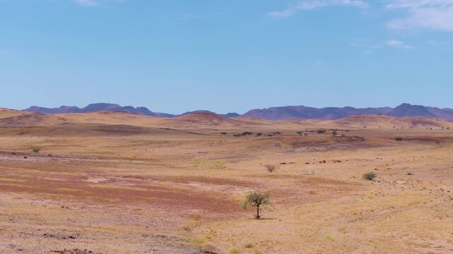 Drone view of arid Damaraland plains with a lone tree and a low mesa mountain on the horizon. Sparse trees and dry grass stretch across the vast arid plains toward distant blue mesa mountains.