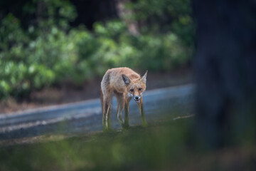 Naklejka premium Eastern Red Fox