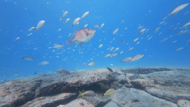 coral reef with tropical fish swimming in ocean