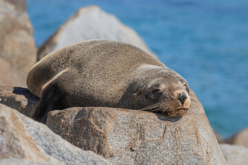 Naklejka premium Australian Fur Seal (Arctocephalus pusillus), Narooma, NSW, April 2026