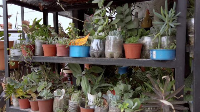 Collection of potted succulent plants displayed on garden shelf at outdoor nursery. Decorative greenery featuring diverse leaf shapes, natural texture and healthy growth.