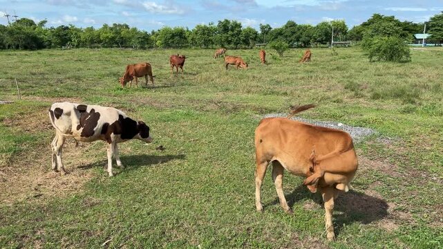 Cows are eating grass, nature background
