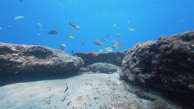 coral reef with tropical fish swimming in ocean