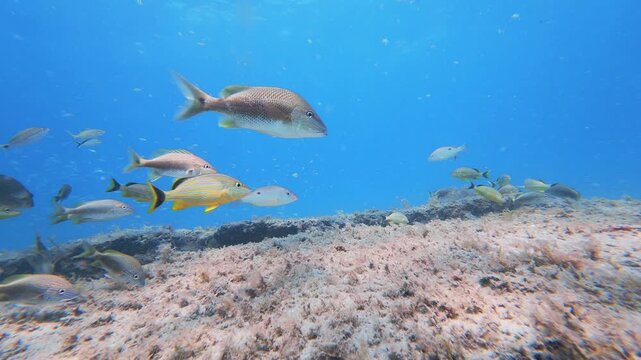 coral reef with tropical fish swimming in ocean
