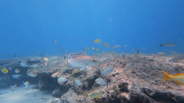 coral reef with tropical fish swimming in ocean