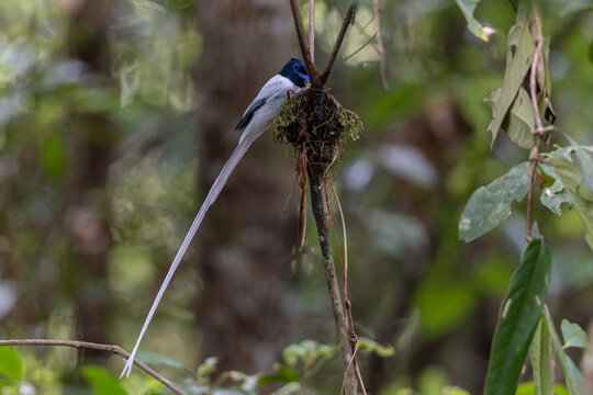 Asian Paradise Flycatcher (Terpsiphone paradisi) tending its nest in tropical forest, displaying long white tail feathers and vivid blue eye-ring.