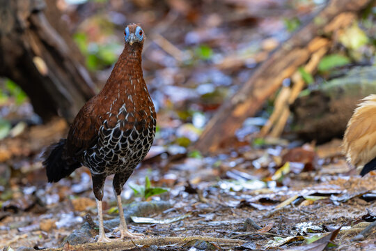 A magnificent Bornean Crested Fireback, scientifically known as Lophura ignita, stands proud in the dappled sunlight of the Bornean rainforest