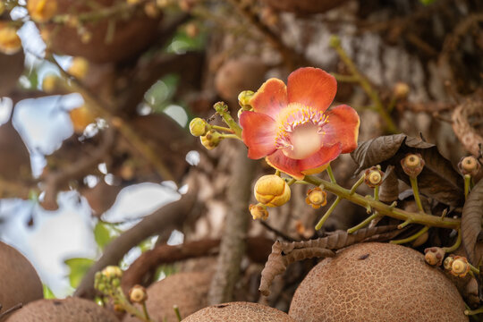 Shorea robusta tree (or the sal tree) having flowers with fruits. 