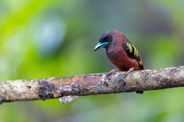 Obraz premium Nature wildlife image of Banded Broadbill bird perching on tree branch.