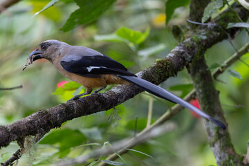 Fototapeta premium Nature wildlife image of beautiful huge bird Bornean Treepie (Dendrocitta Cinerascen) known also endemic to Borneo Island