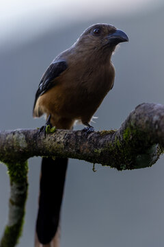 Nature wildlife image of beautiful huge bird Bornean Treepie (Dendrocitta Cinerascen) known also endemic to Borneo Island.