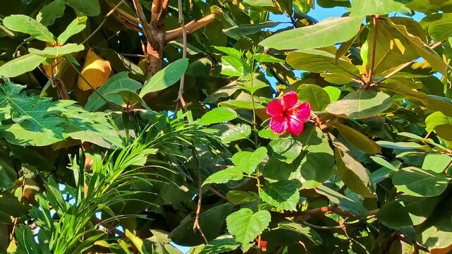 Maga tree Thespesia grandiflora red hibiscus-like flowers bush garden in bloom