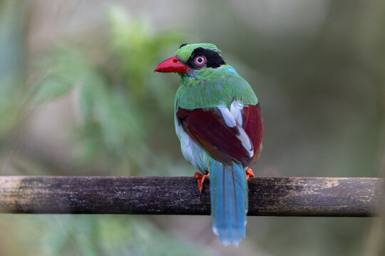 Bornean Green Magpie (Cissa kinabalu) in tropical montane rainforest of Borneo