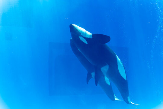 Orca whale swimming in clear blue water