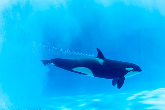 Orca whale swimming in clear blue water